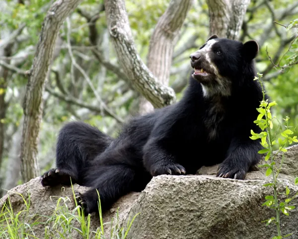 20 Endangered Animals of Peru