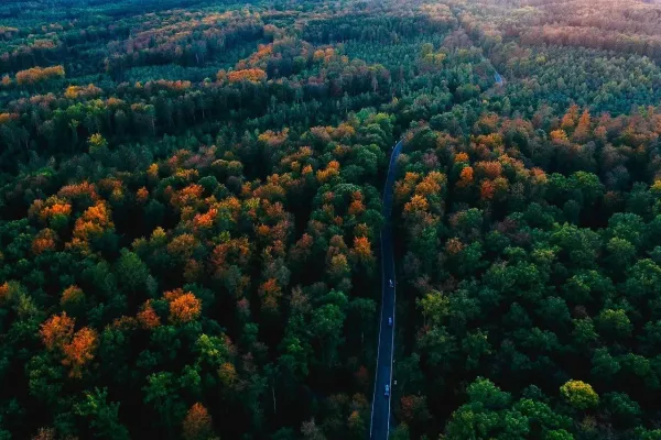 What Animals Live in the Black Forest