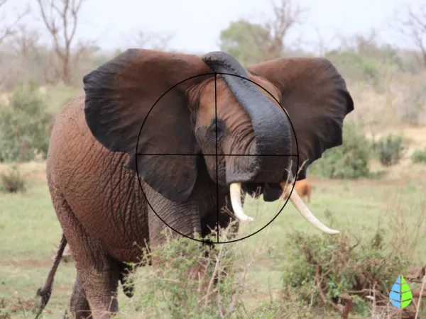 How to Prevent Animal Poaching
