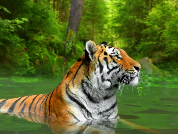 1.webp