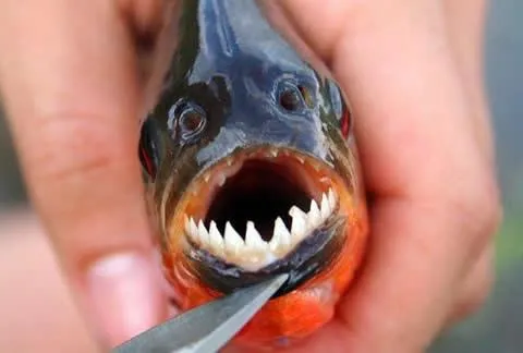 The Most Dangerous Fish in the World