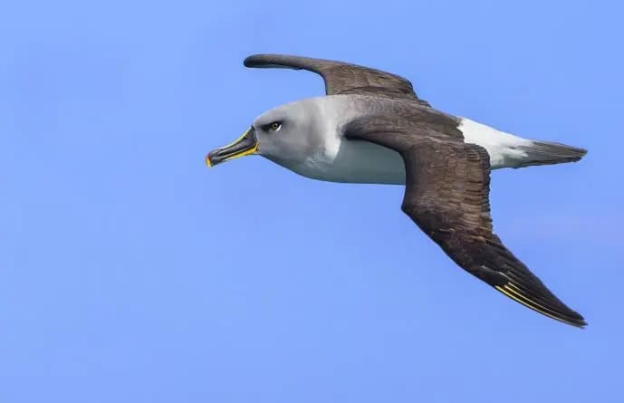 Thalassarche chrysostoma