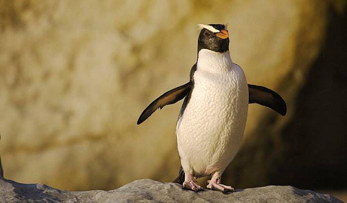 Fiordland penguin