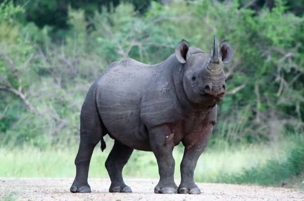 Javan Rhinoceros