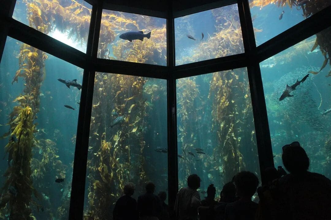 The World’s Most Responsible Aquarium? Discover Monterey Bay Aquarium