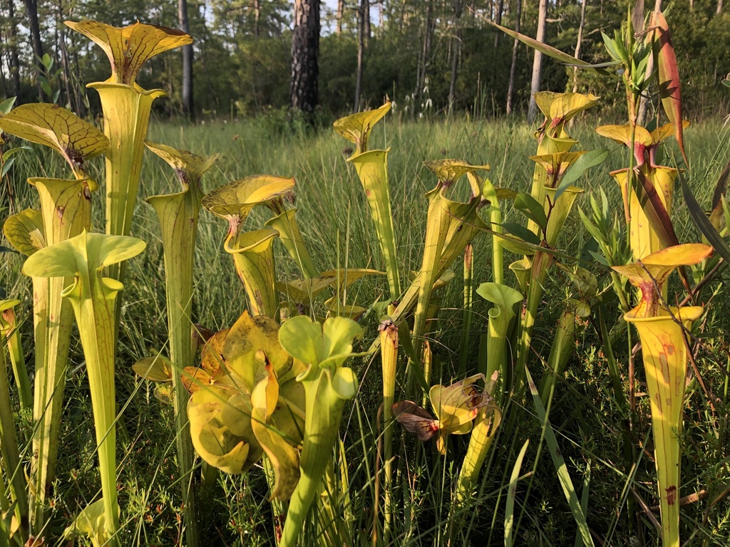 Sarracenia flava (Yellow Pitcher Plant): The Golden Carnivorous Plant of the American Southeast