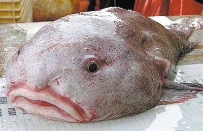 Blobfish