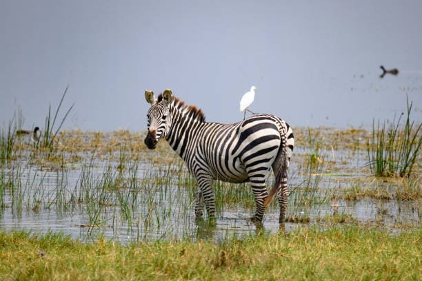 Grévy’s Zebra