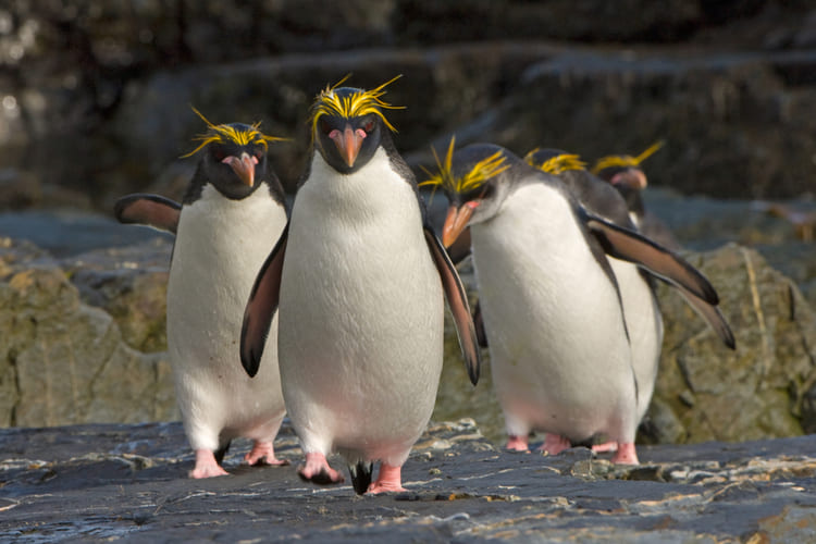 Macaroni Penguin