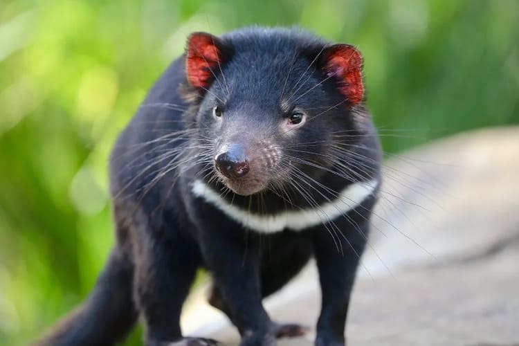 Tasmanian Devil