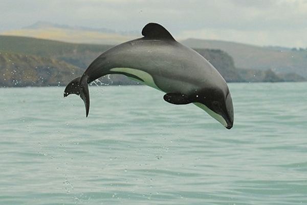 Māui Dolphin