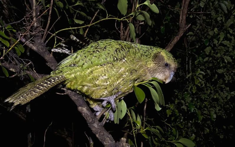 Kākāpō