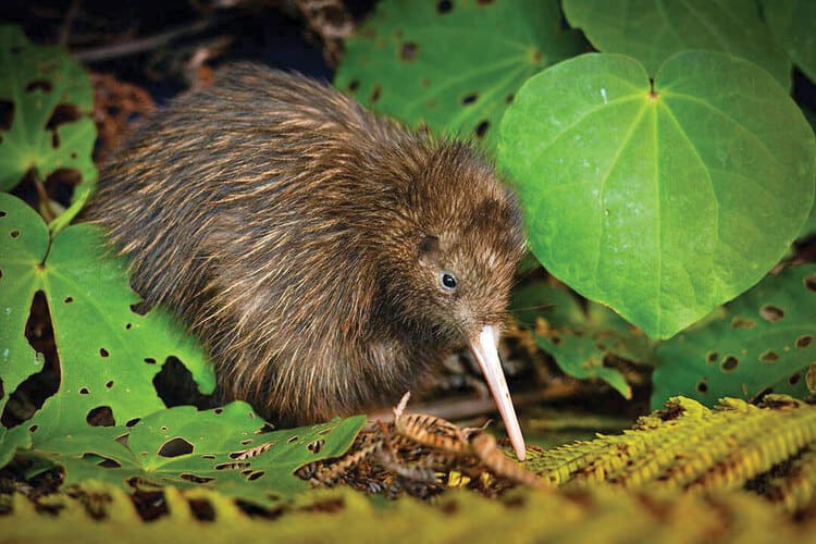 Kiwi (Genus Overview)