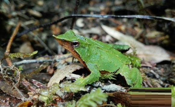 Darwin’s Frog
