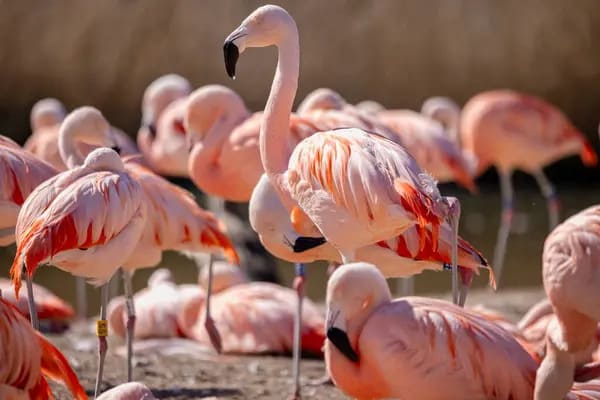 Chilean Flamingo
