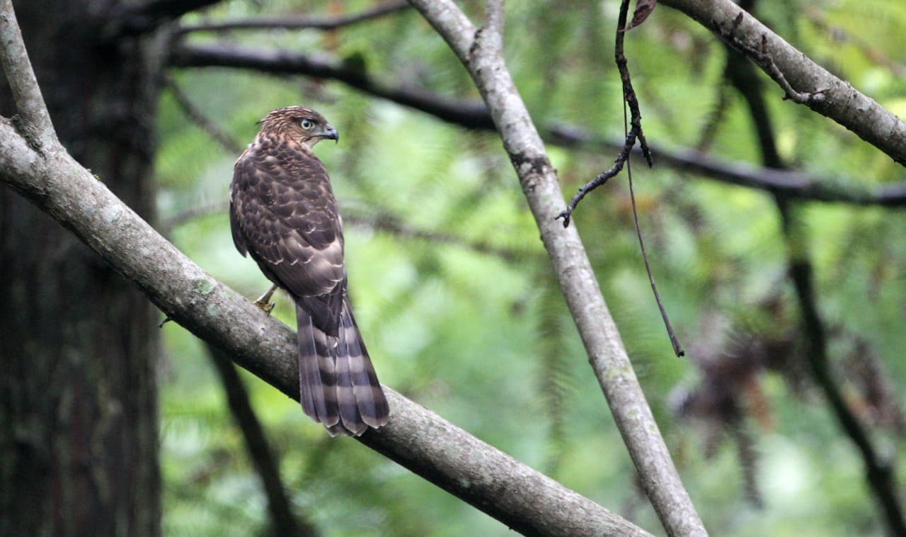 Crested Goshawk