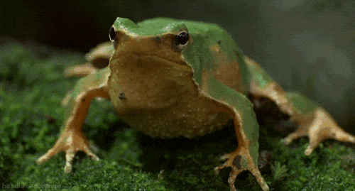 2.gif