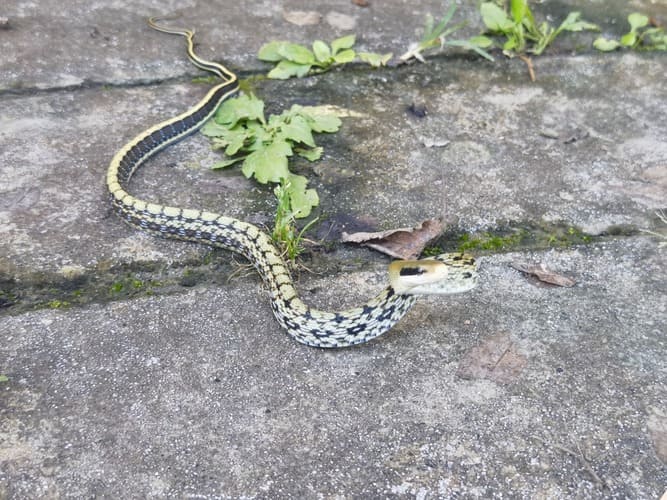 Beauty Rat Snake (Black‑browed)