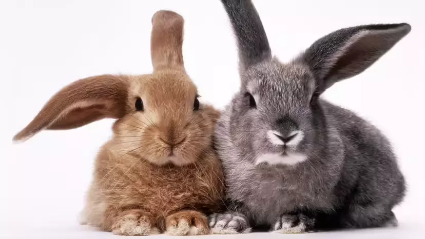 Bunny vs. Rabbit: What’s the Difference (and When Should You Use Each)?