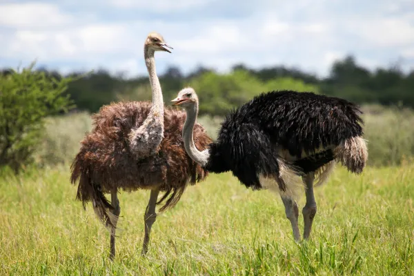 Ostriches: Traits, Types, Range, Diet & More