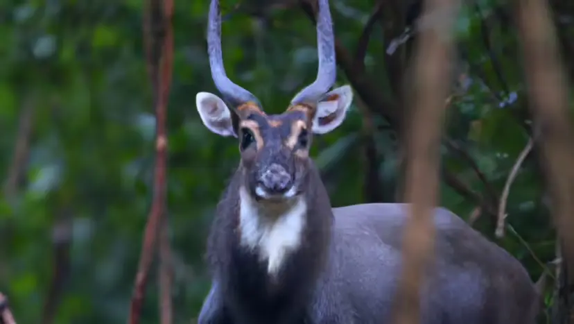 Saola: The “Asian Unicorn” Fighting for Survival