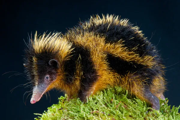 Tenrecs: Characteristics, Types, Habitat, Diet and Fun Facts