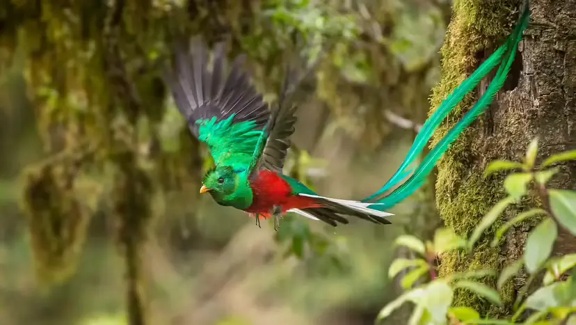 5 Quetzal Species of Central & South America: ID, Habitat, Culture, and Conservation