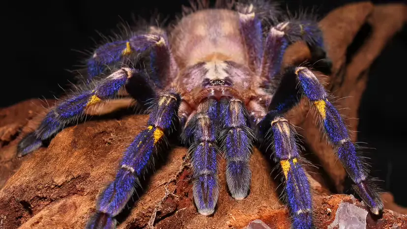 Gooty Sapphire Tarantula (Poecilotheria metallica): Features, Behavior, and Conservation