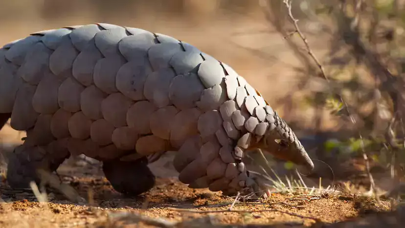 Pangolin: Misunderstood “Scaly Mammal” and One of the Most Trafficked Animals on Earth Pangolin: Misunderstood “Scaly Mammal” and One of the Most Trafficked Animals on Earth