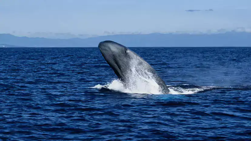 Blue Whale (Balaenoptera musculus): Size, Sound, Habitat, Diet & Protection Blue Whale (Balaenoptera musculus): Size, Sound, Habitat, Diet & Protection