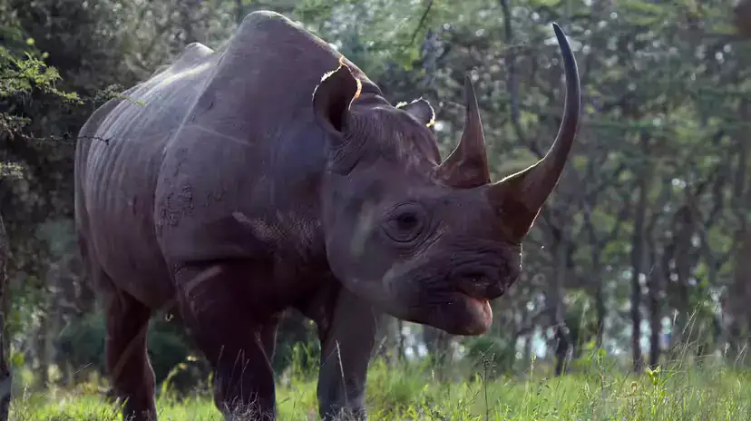Black Rhinoceros (Diceros bicornis): Profile, Threats, and the Path to Recovery Black Rhinoceros (Diceros bicornis): Profile, Threats, and the Path to Recovery