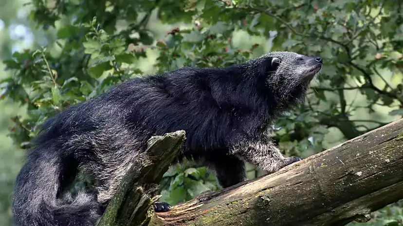 Binturong (Bearcat) Facts & Guide: Neither Bear nor Cat