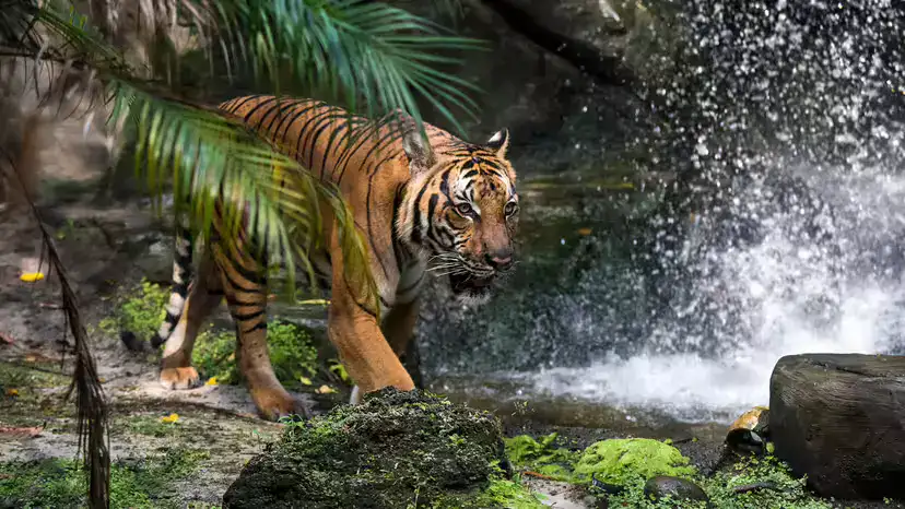Malayan Tiger (Panthera tigris jacksoni): A Critically Endangered Icon of Peninsular Malaysia