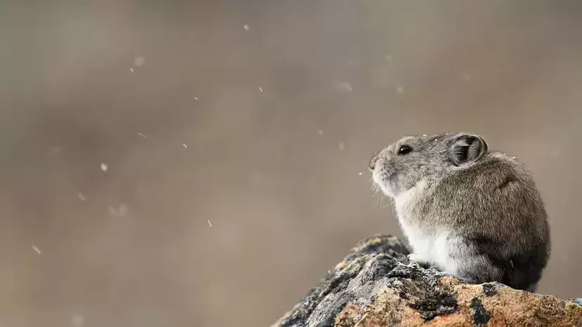 Ili Pika (Ochotona iliensis): The “Magic Rabbit” Racing Time