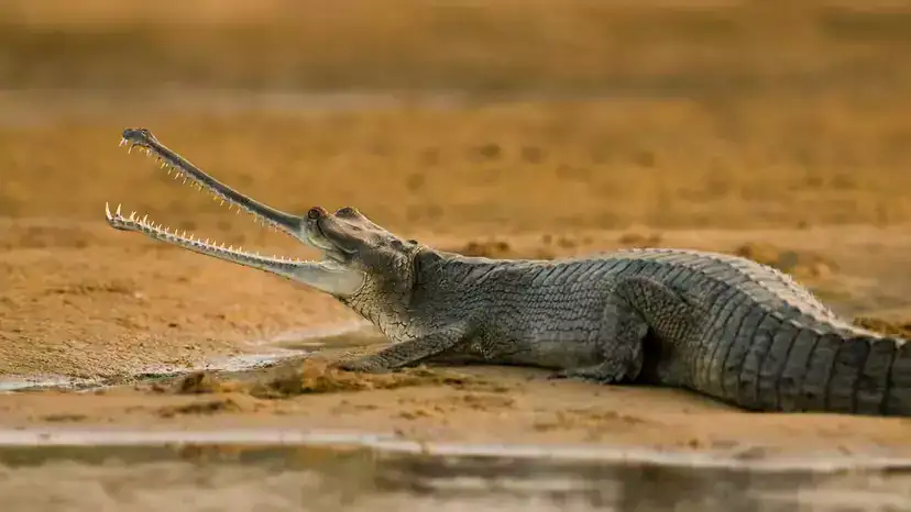 Gharial (Gavialis gangeticus): The Ultra-Narrow-Snouted Crocodilian on the Brink