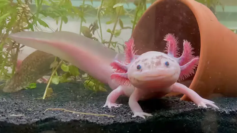 Where Axolotls Live—and Why They Stay Baby-Faced for Life