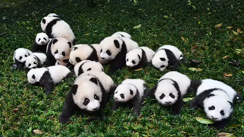 Why Are Pandas Endangered? Causes, Progress & Next Steps
