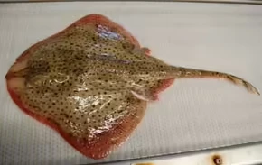 2025102913486328.webp 9.webp