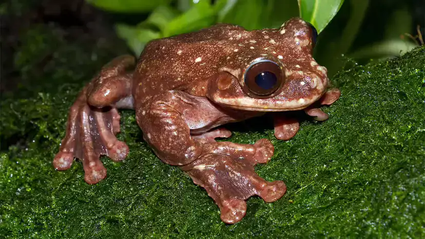 Are Frogs Near Extinction? Causes, Fixes, and What You Can Do