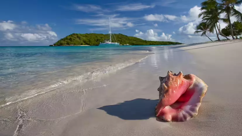Queen Conch: Why This Caribbean Sea Snail Needs Your Help Queen Conch: Why This Caribbean Sea Snail Needs Your Help