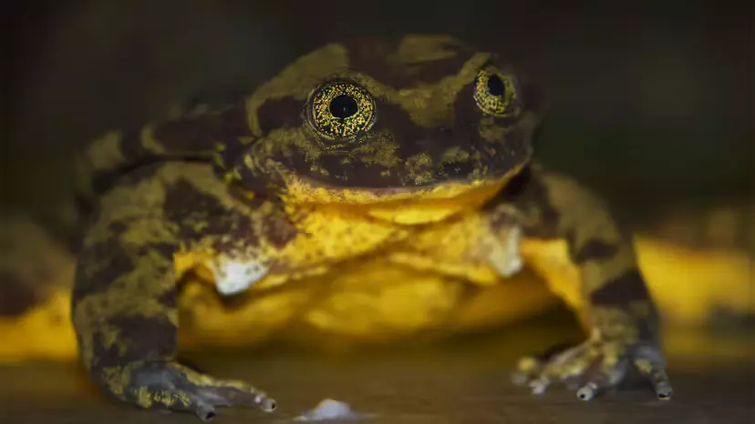 Romeo the Lonely Frog Finds Juliet — and Hope for a Species Romeo the Lonely Frog Finds Juliet — and Hope for a Species