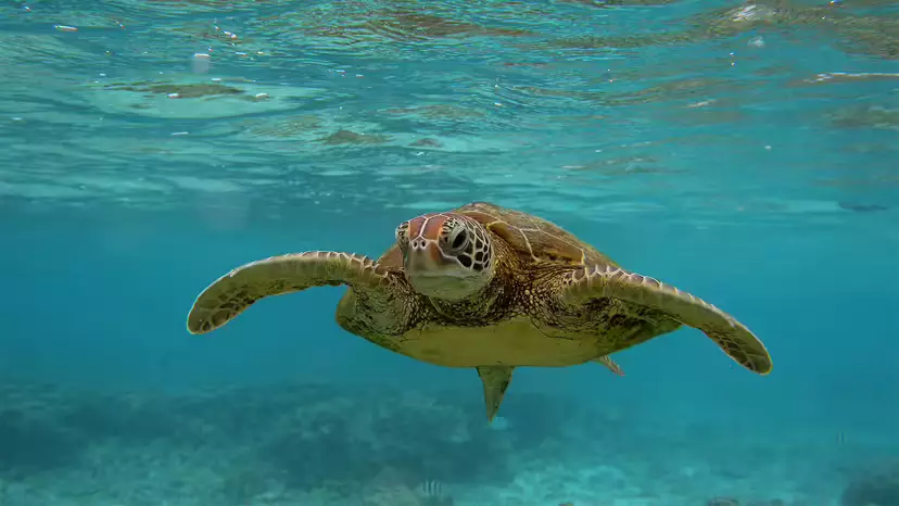 How the Endangered Species Act Fueled a Sea Turtle Comeback