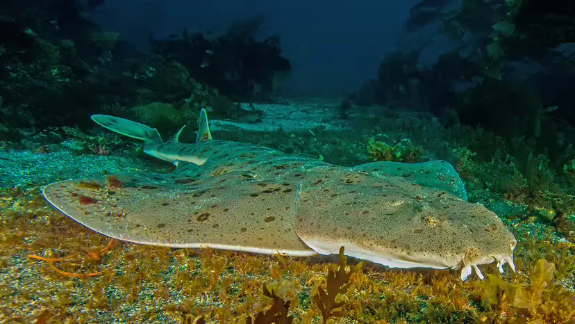 Angel Shark (a.k.a. “Sand Devil”) — The Flat-Bodied Ambush Predator of the Seafloor Angel Shark (a.k.a. “Sand Devil”) — The Flat-Bodied Ambush Predator of the Seafloor