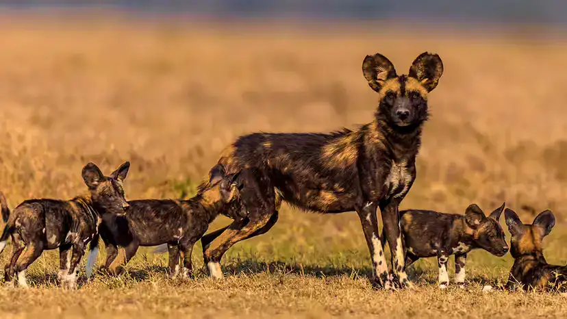 African Wild Dog (Painted Wolf): Facts, Habitat & Threats African Wild Dog (Painted Wolf): Facts, Habitat & Threats