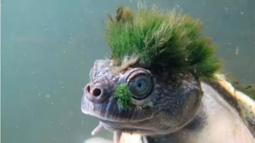 Mary River Turtle: Punk-Haired Relic on the Edge of Extinction