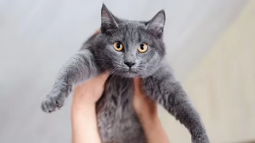 2025103016977194.webp 3.webp