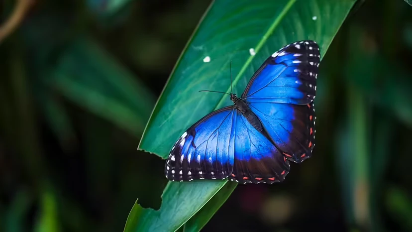 9 Blue Butterflies: ID, Habitat, Host Plants & When to See Them 9 Blue Butterflies: ID, Habitat, Host Plants & When to See Them