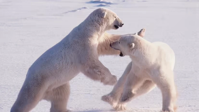 2025103110317629.webp 2.webp