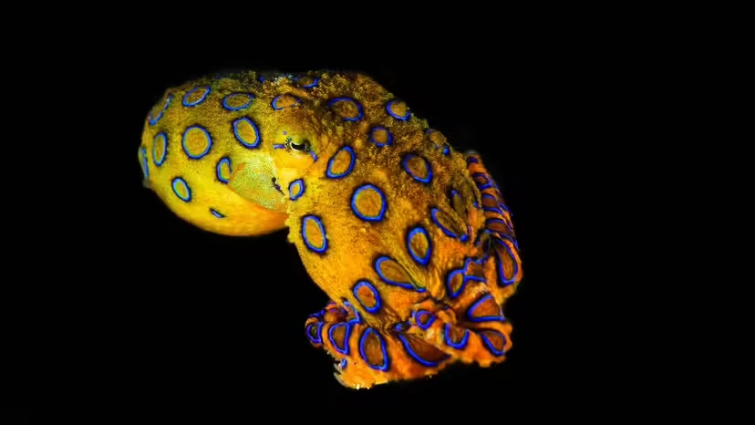 Blue-ringed Octopus: Tiny, Dazzling… and Among the Ocean’s Deadliest