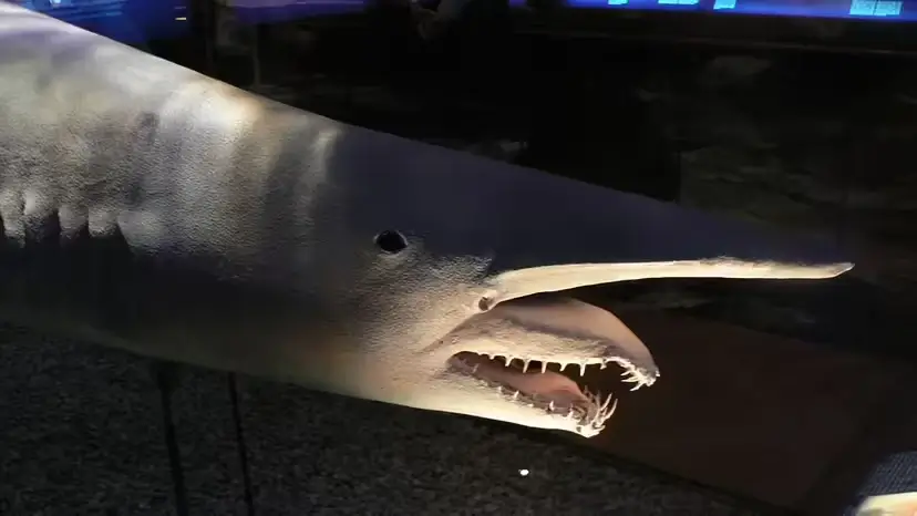 2025103114170442.webp 7.webp